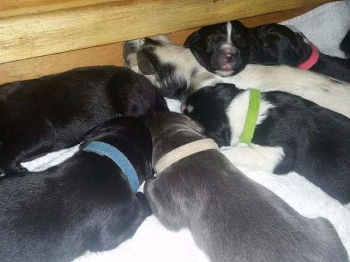 Newfoundland Puppies breeder image 3