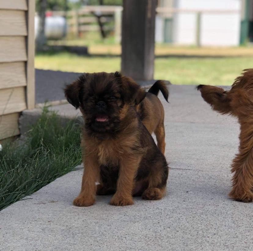 Newfoundland Puppies breeder image 5