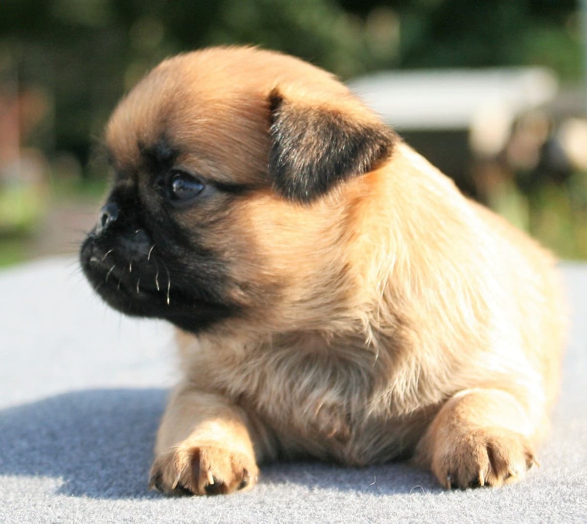 Newfoundland Puppies breeder image 6