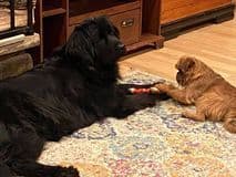 Newfoundland Puppies breeder image 7