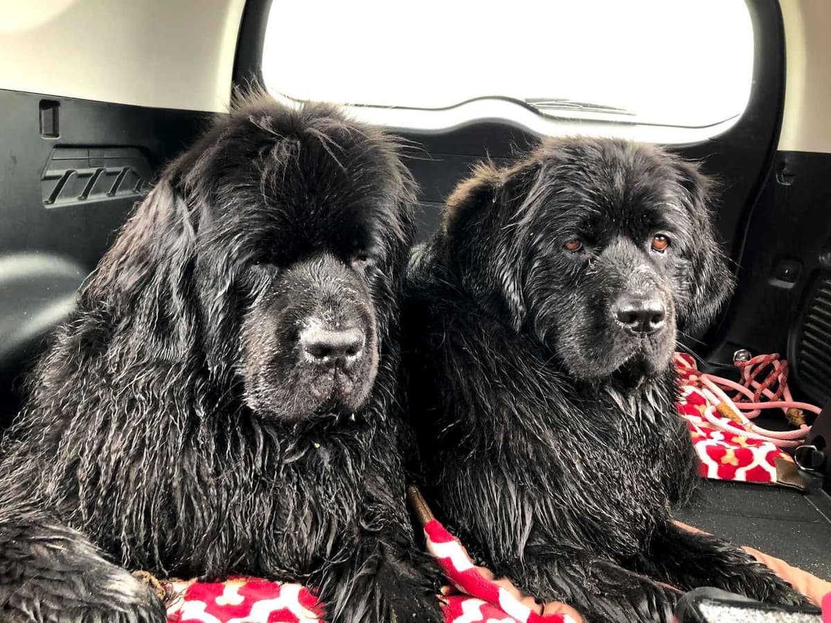 Newfoundland Puppies breeder image 9