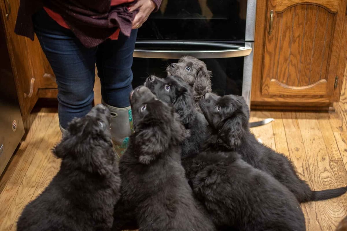 Newfoundland Puppies breeder image 10
