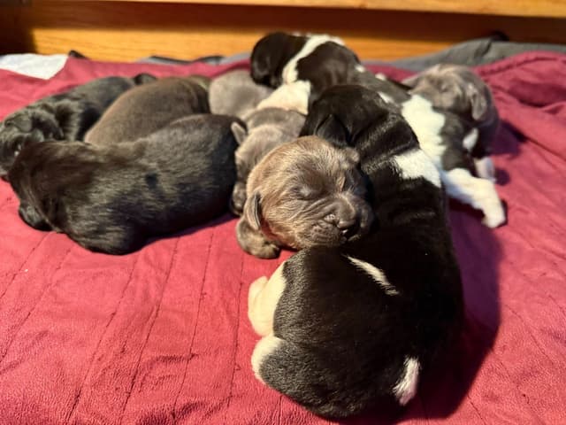 Newfoundland Puppies media 2
