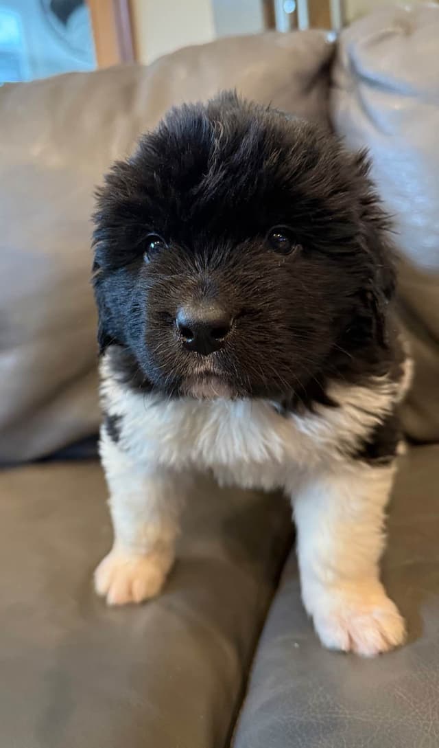 Newfoundland Puppies media 4