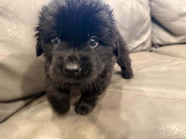 Newfoundland Puppies media 5