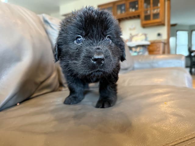 Newfoundland Puppies media 6