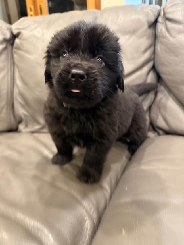 Newfoundland Puppies media 7