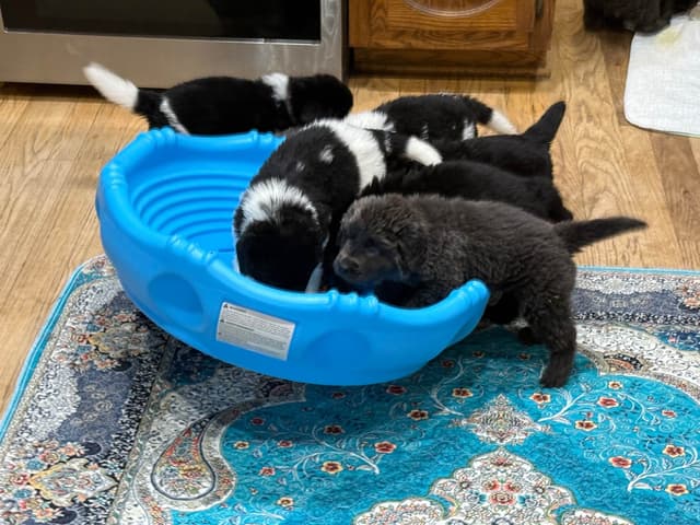 Newfoundland Puppies media 8