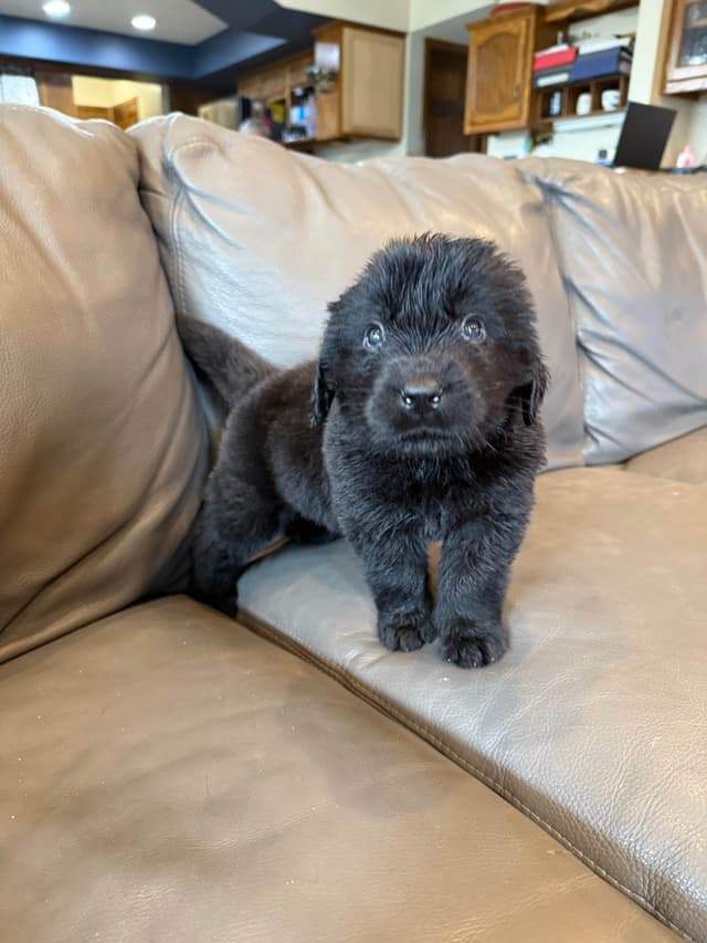 Newfoundland Puppies media 9