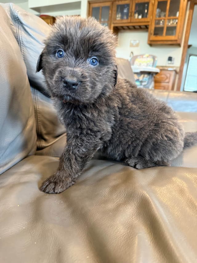 Newfoundland Puppies media 11