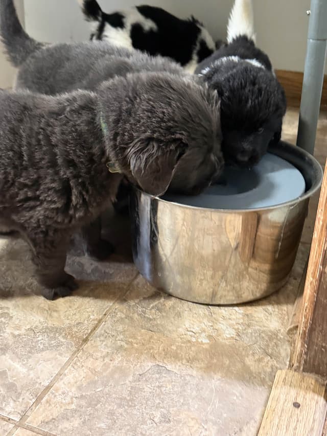 Newfoundland Puppies media 12