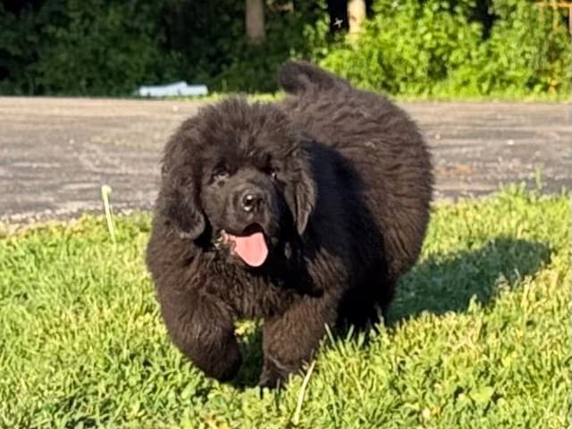 Newfoundland Puppies media 14