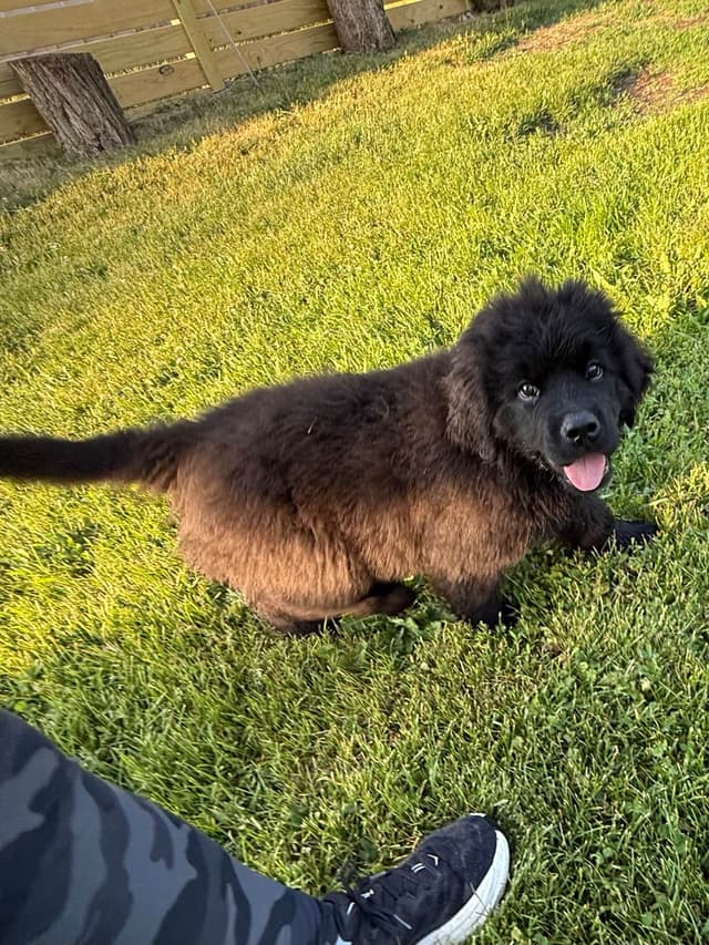 Newfoundland Puppies media 16