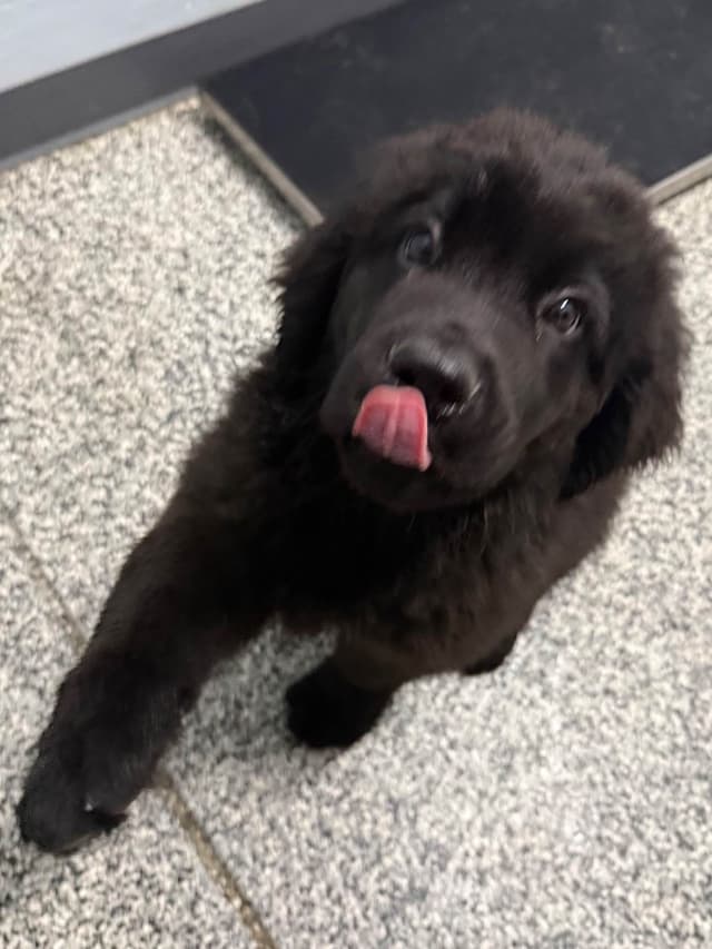 Newfoundland Puppies media 17