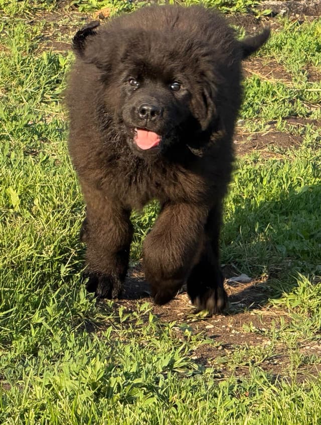 Newfoundland Puppies media 18