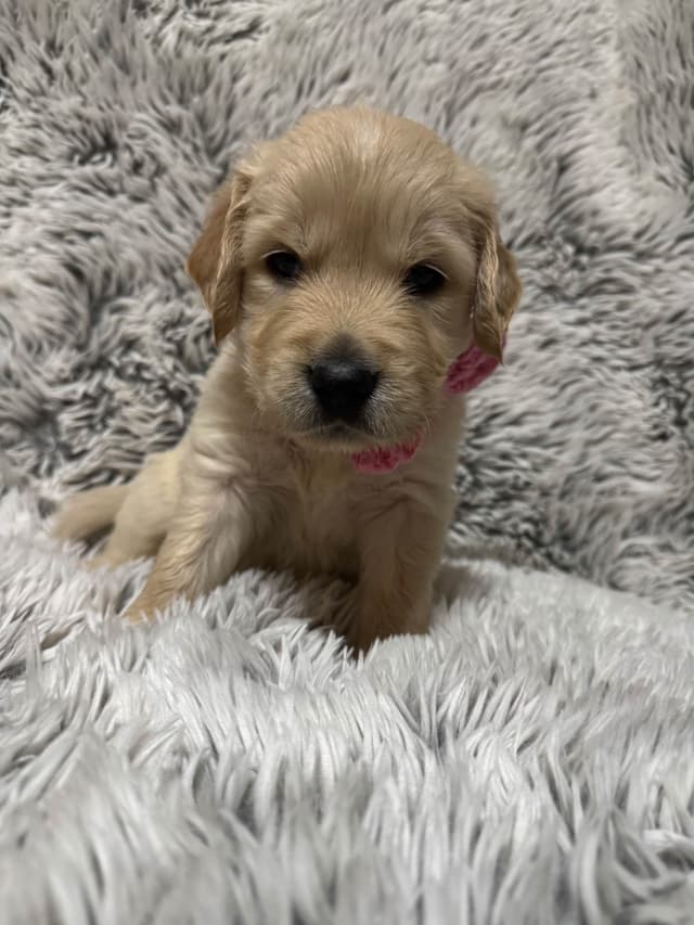 **Full AKC Golden Retriever Puppies ** media 2