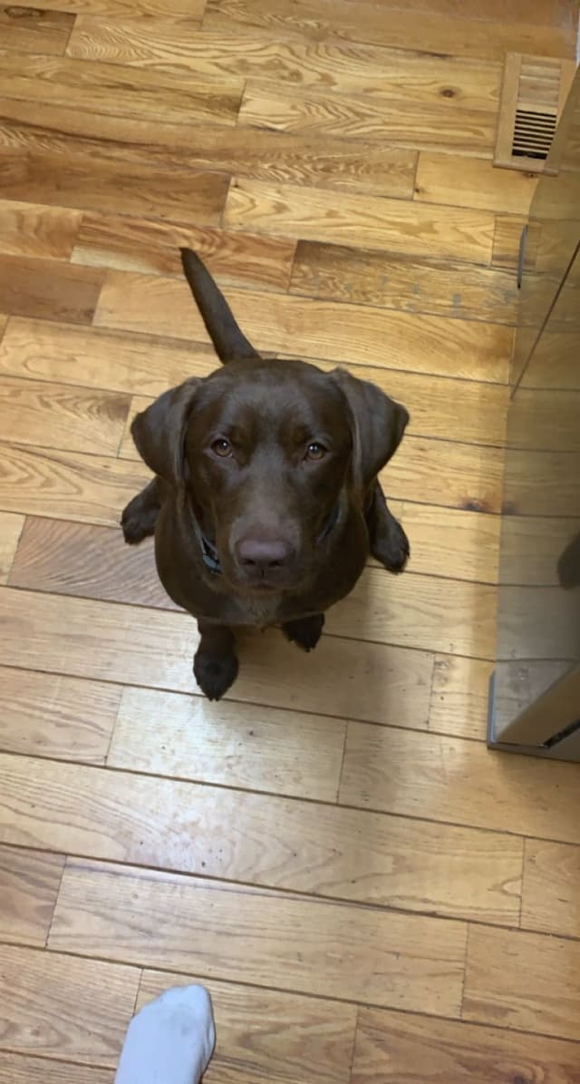 Labrador Retriever Puppies media 6