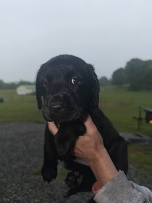 Labrador Retriever Puppies media 2