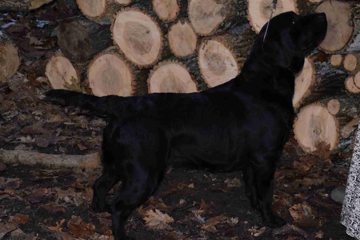 Labrador Retriever Puppies breeder image 5