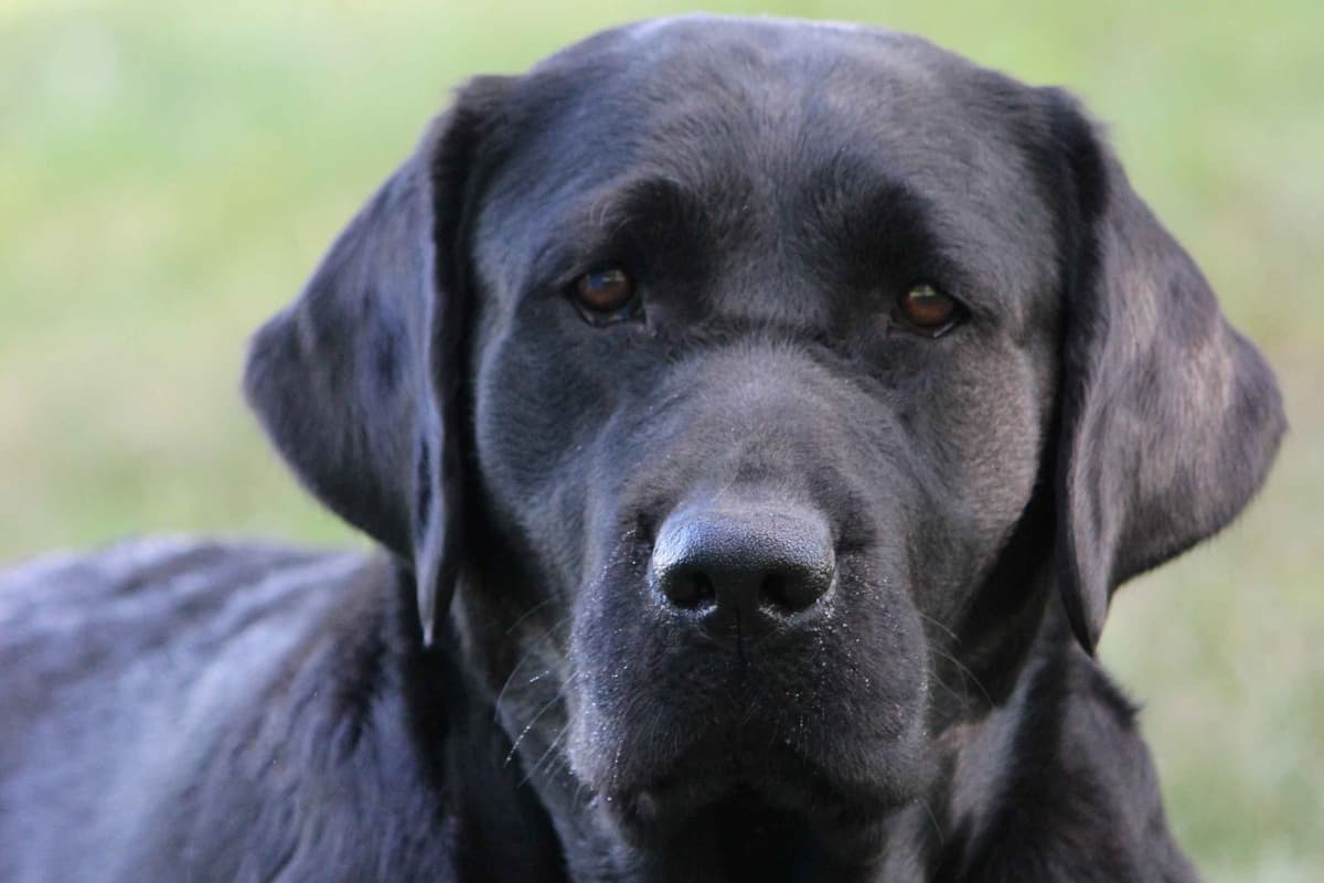 Labrador Retriever Puppies breeder image 1