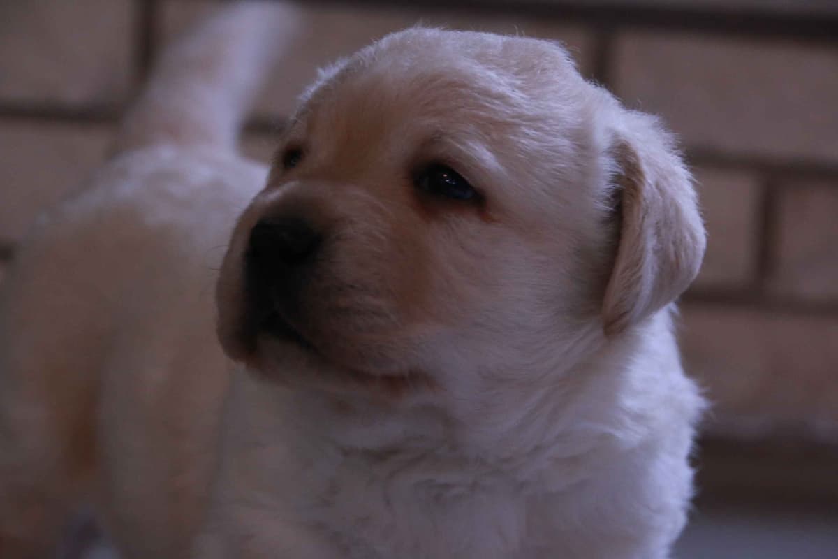 Labrador Retriever Puppies breeder image 2