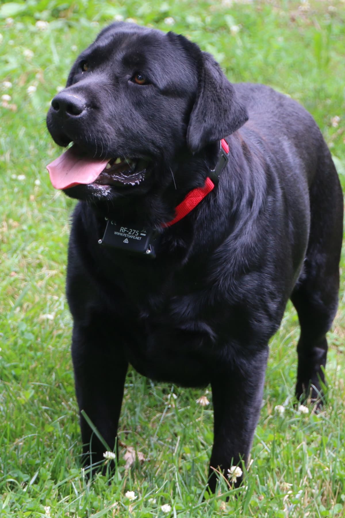 Labrador Retriever Puppies breeder image 9