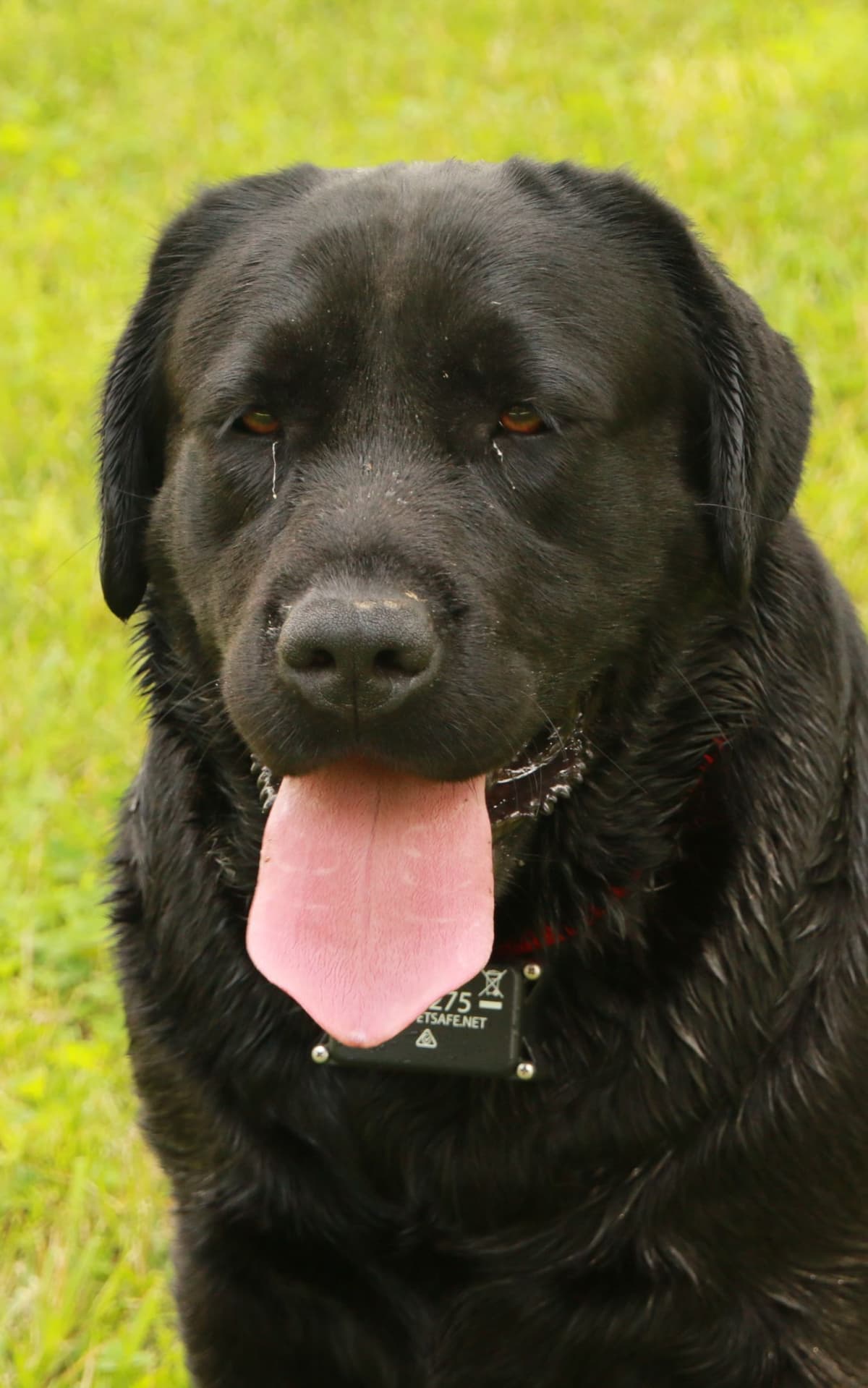 Labrador Retriever Puppies breeder image 10