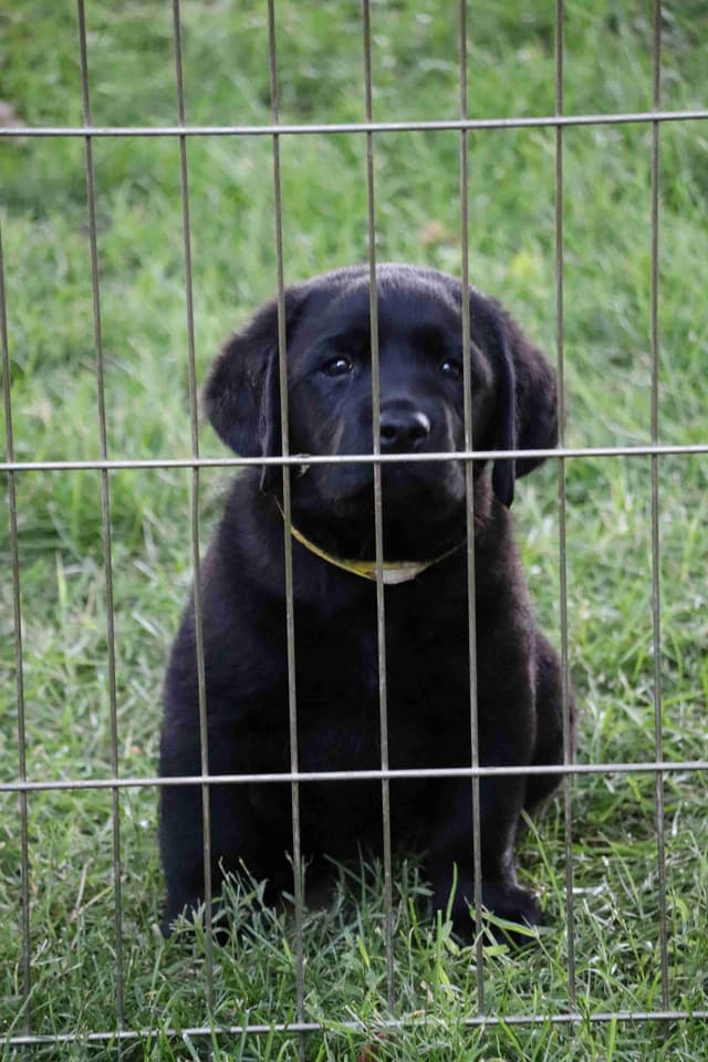 Labrador Retriever Puppies media 4