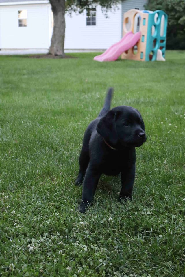 Labrador Retriever Puppies media 2