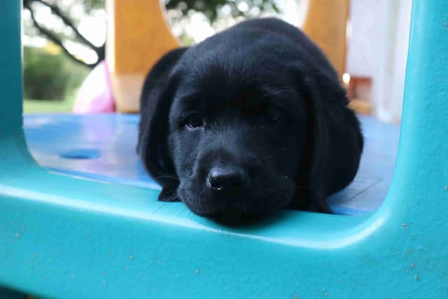 Labrador Retriever Puppies media 3