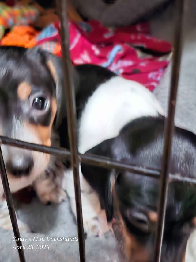 Dachshund puppies media 2