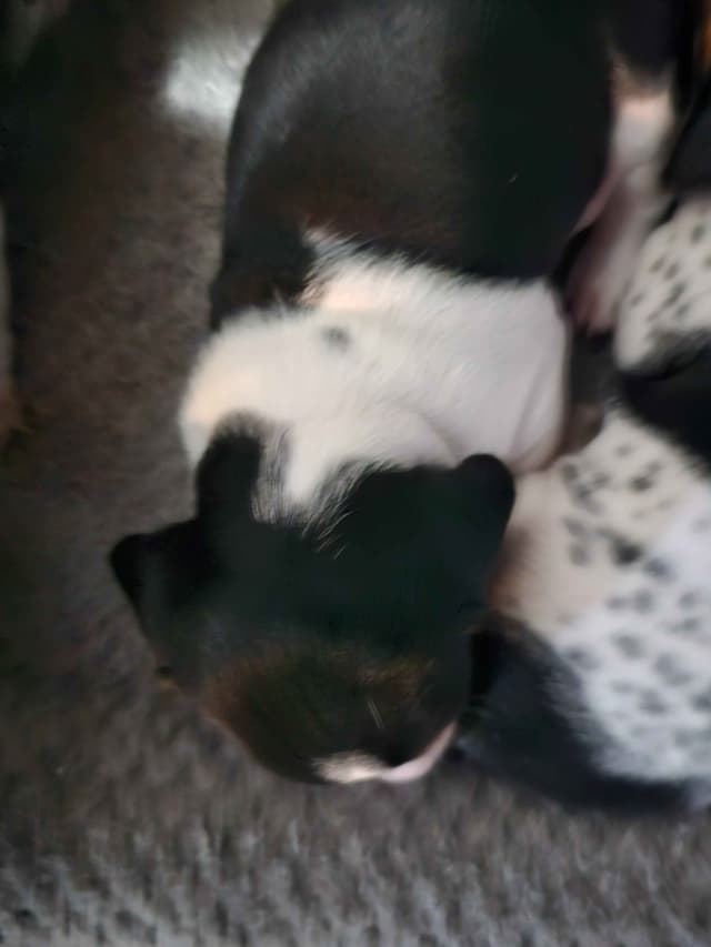 Dachshund puppies media 3