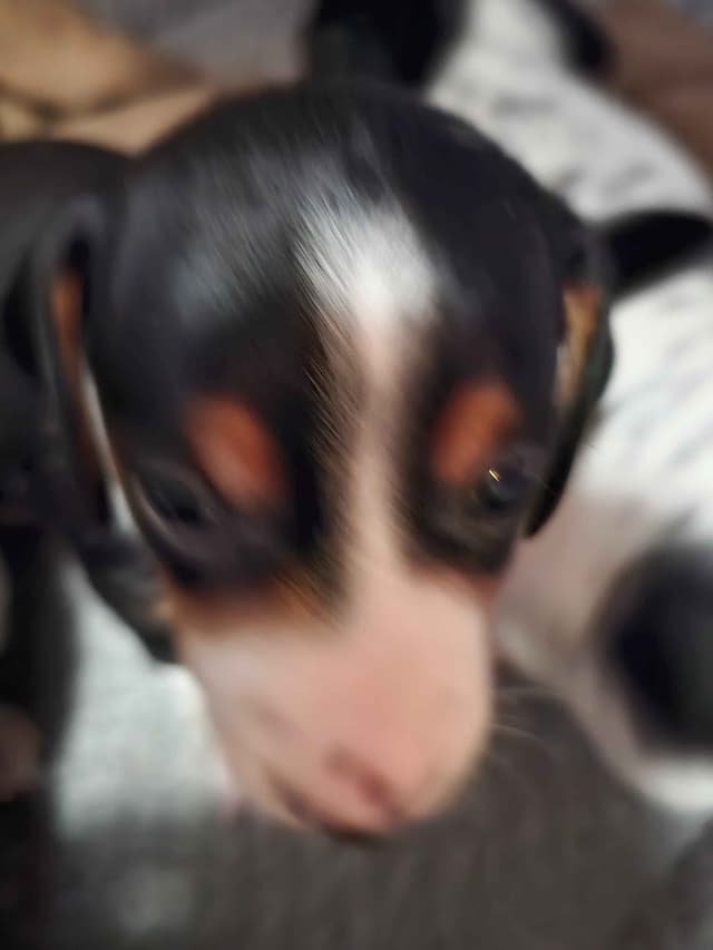 Dachshund puppies media 4