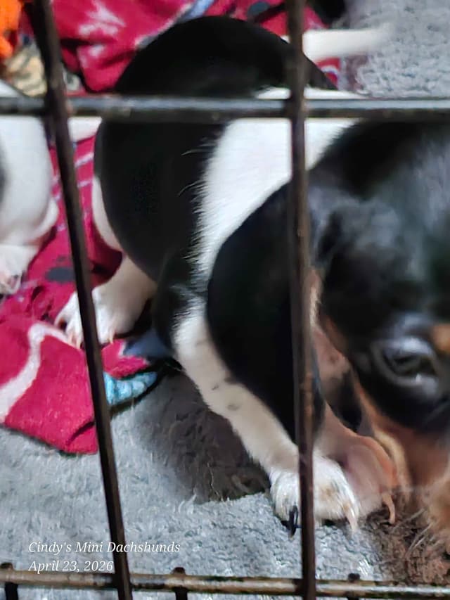 Dachshund puppies media 5