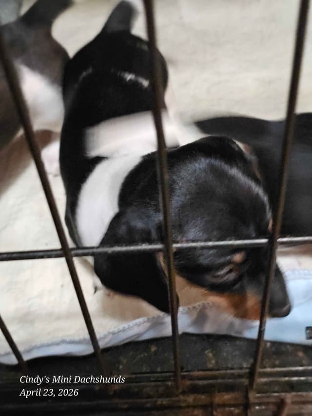 Dachshund puppies media 8