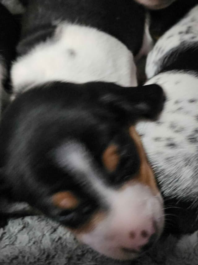 Dachshund puppies media 6