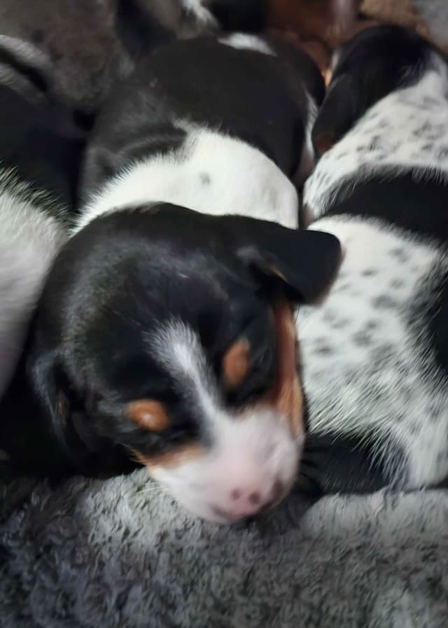 Dachshund puppies media 7