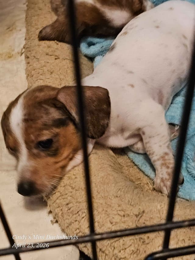 Dachshund Puppies media 2