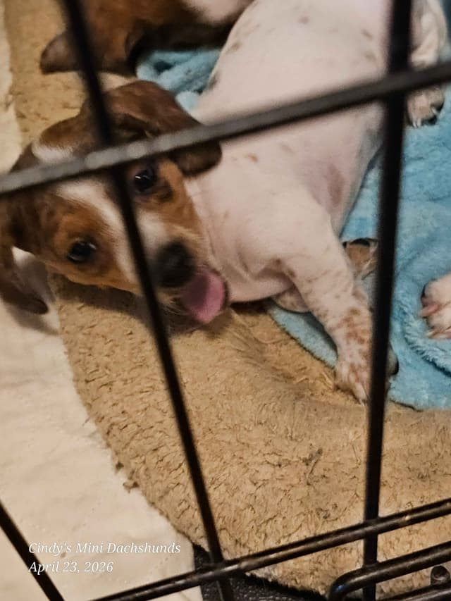 Dachshund Puppies media 3