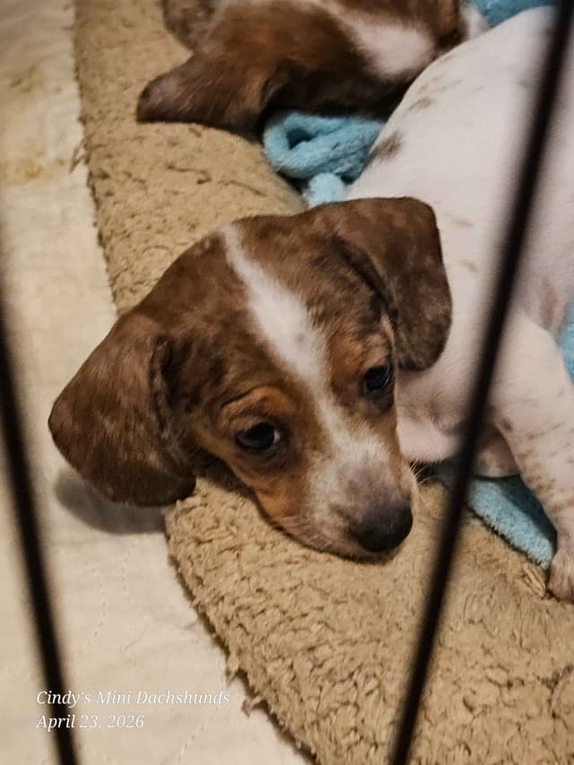 Dachshund Puppies media 4