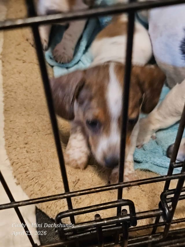 Dachshund Puppies media 5