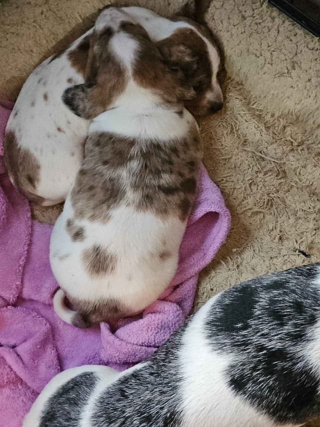 Dachshund Puppies media 6