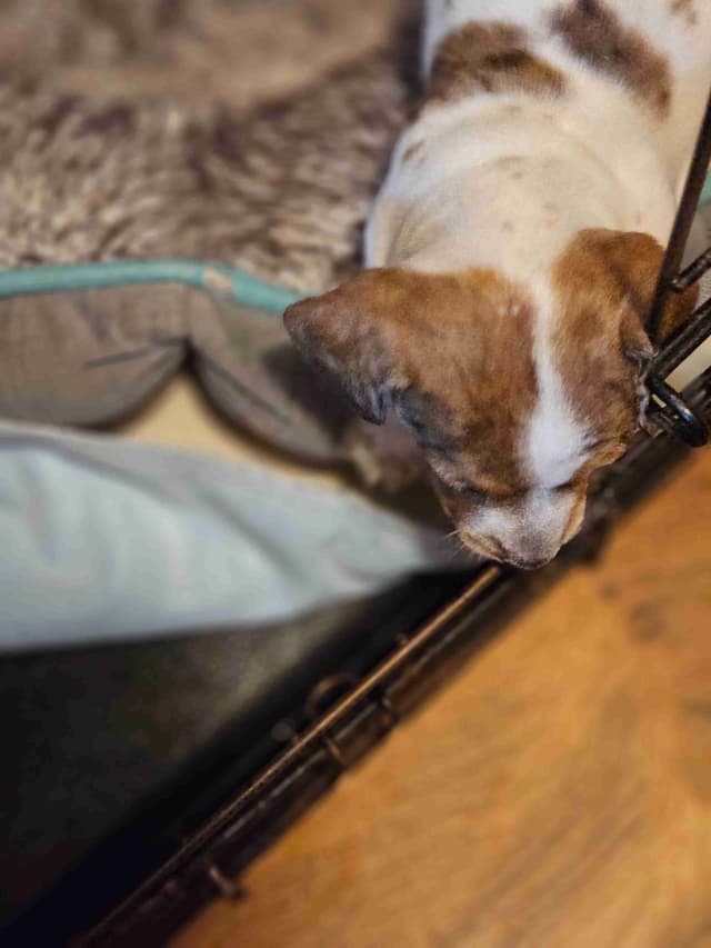 Dachshund Puppies media 7