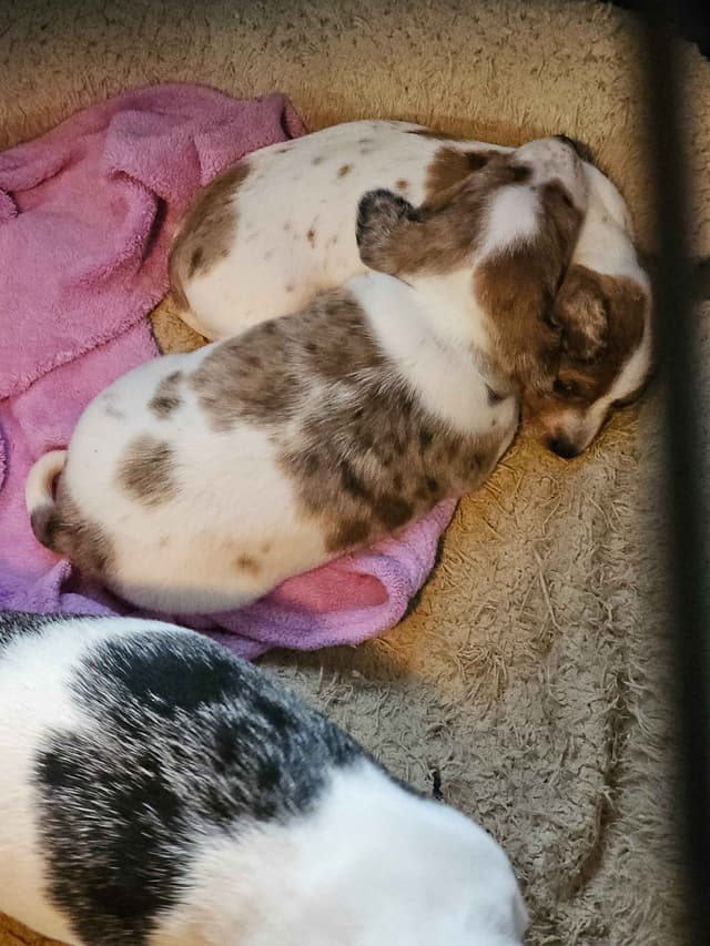 Dachshund Puppies media 8