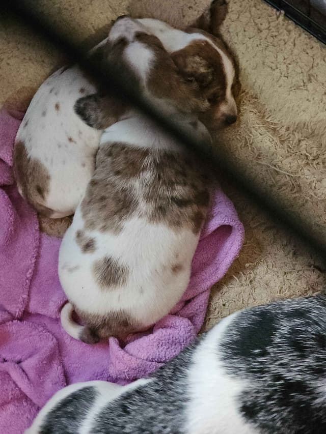 Dachshund Puppies media 9