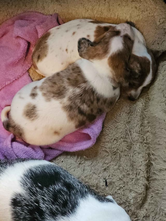 Dachshund Puppies media 10