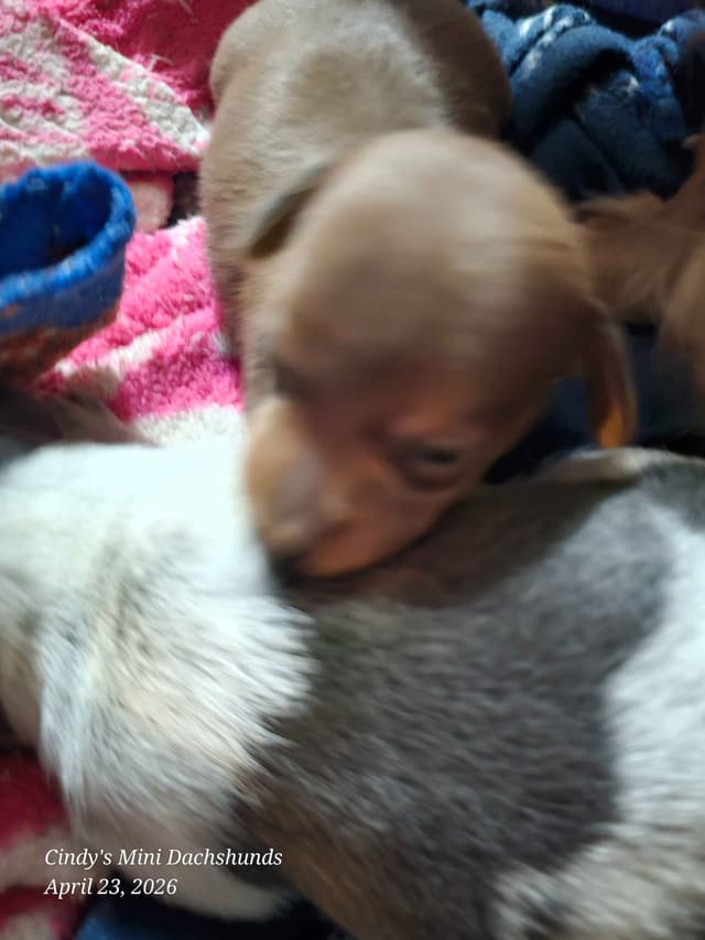 Dachshund Puppies media 4