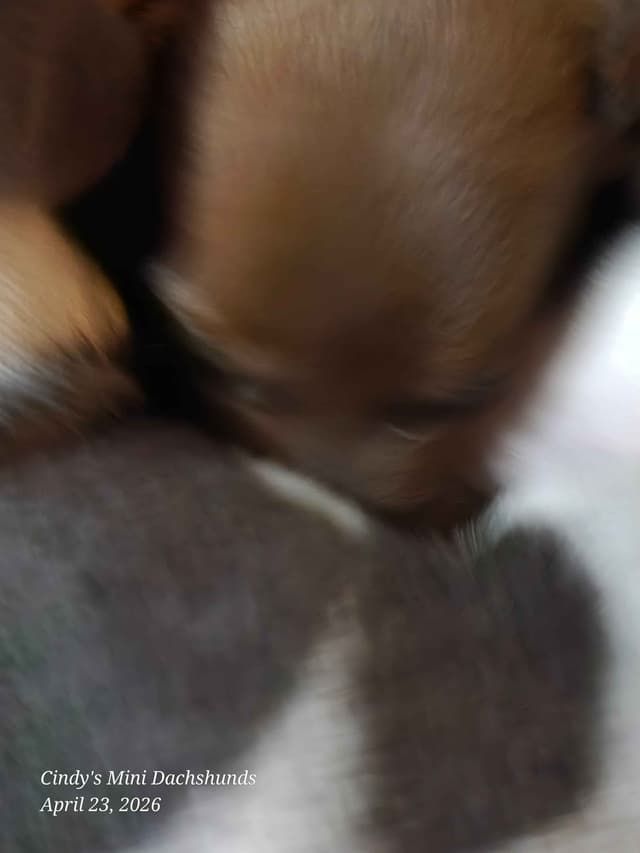 Dachshund Puppies media 3