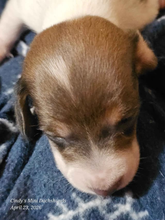 Dachshund Puppies media 6