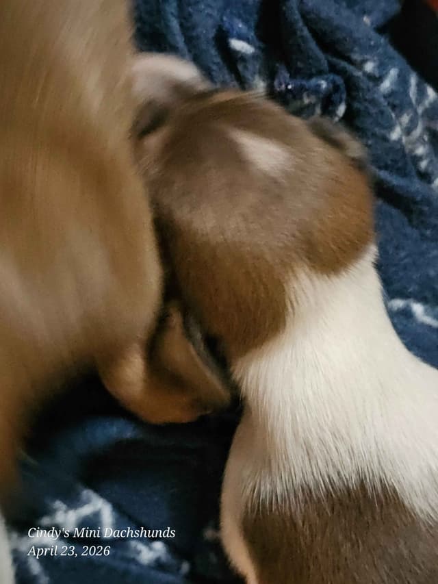 Dachshund Puppies media 7